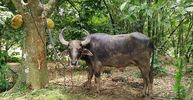 ছয় দিনেও সন্ধান মেলেনি সেই পাগলা মহিষের