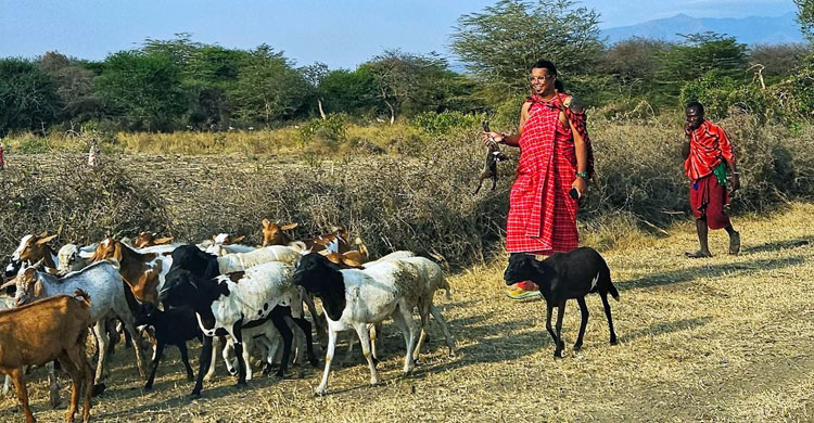 আফ্রিকার মাসাই জাতিগোষ্ঠীর জীবনযাপন