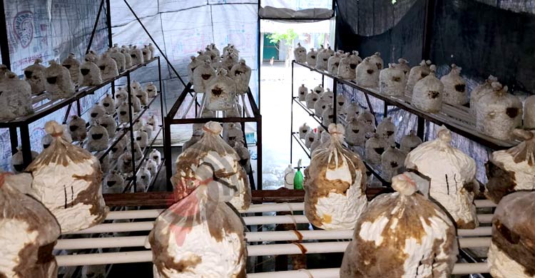 অসিত বসুর মাশরুম চাষ, মাসে বিক্রি ১০০ কেজি