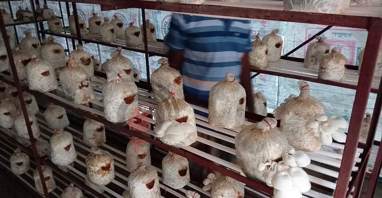 অসিত বসুর মাশরুম চাষ, মাসে বিক্রি ১০০ কেজি