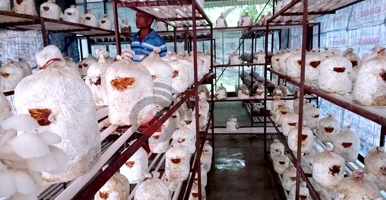 অসিত বসুর মাশরুম চাষ, মাসে বিক্রি ১০০ কেজি