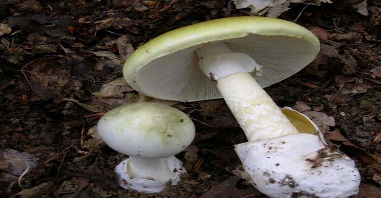 যুক্তরাষ্ট্রে ‘ডেথ ক্যাপ’ মাশরুম খেয়ে নিহত ৪