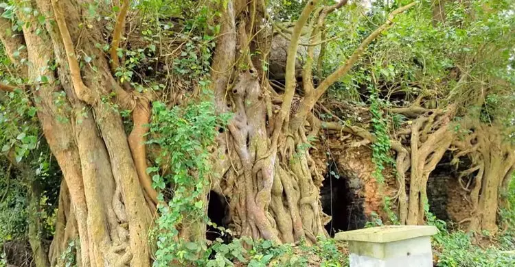 হাড় হিম করা রহস্যময় প্রাচীন মসজিদের খোঁজে