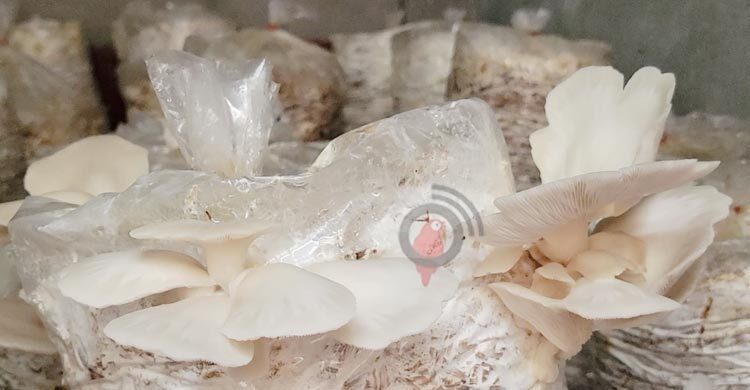 রমজানে বেড়েছে মাশরুমের চাহিদা, প্রতি কেজি ৩০০ টাকা