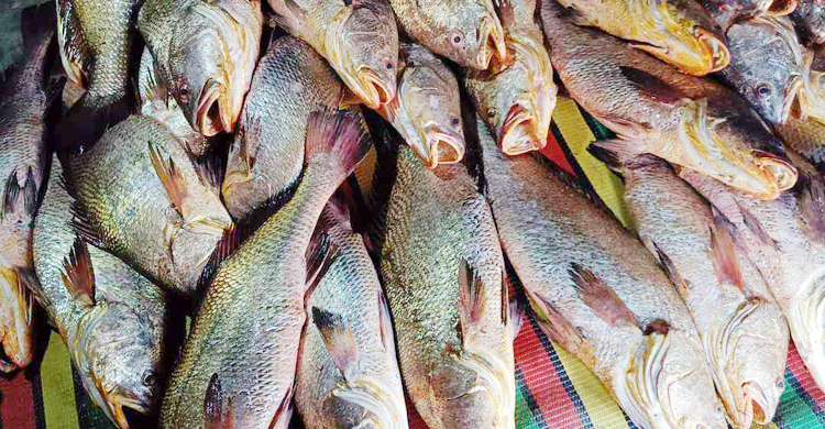 মহেশখালীর ১৫৯ কালো পোপা বিক্রি হলো সাড়ে ৩০ লাখে