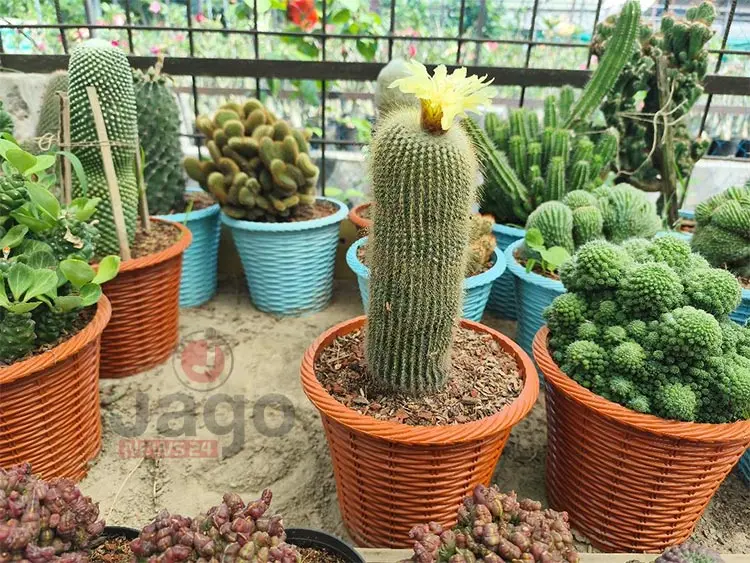 দেশের মাটিতে প্রথমবারের মতো বিদেশি নটো ক্যাকটাসে ফুল