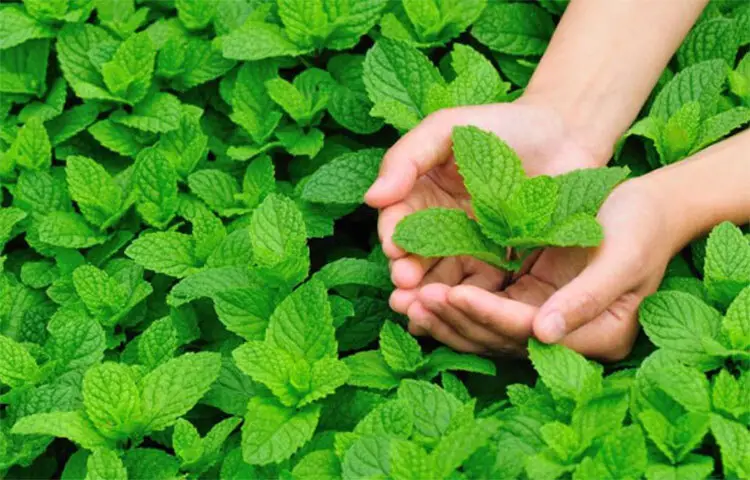 পুদিনা পাতা