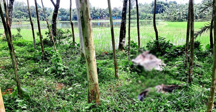 গরু চুরি করে মাঠে জবাই, মাংস নিয়ে রেখে গেলো চামড়া