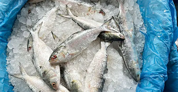 এক মণ পেঁয়াজের দামে মিলছে এককেজি গরুর মাংস