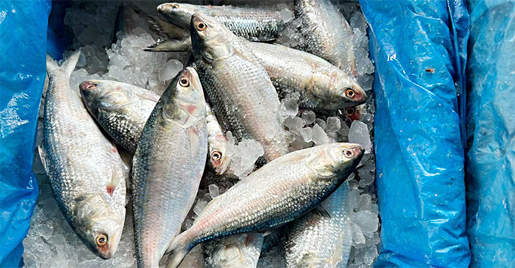 এক মণ পেঁয়াজের দামে মিলছে এককেজি গরুর মাংস