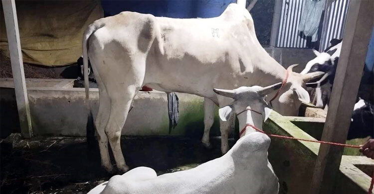 ব্রাহ্মণবাড়িয়ায় গরুর মাংস বিক্রি করবে ছাত্রলীগ, কেজি ৫৫০