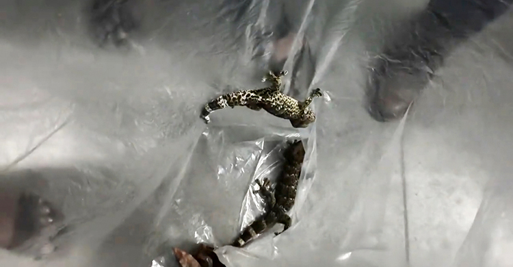 চুয়াডাঙ্গায় তিন তক্ষকসহ আটক ১