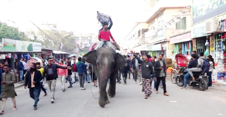 আওয়ামী লীগের মিছিলে হাতির পিঠে নৌকা