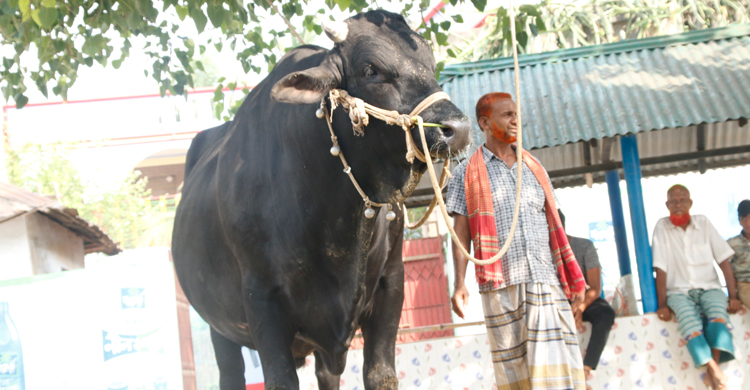 ৬০ মণের ‘রাজাবাবু’ বিক্রি হবে ৩৫ লাখে