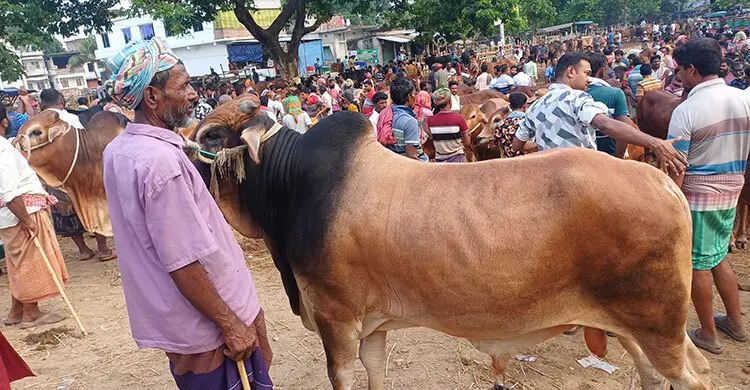 ‘টার্গেট অনুযায়ী দাম না পেলে গরু বিক্রি করবো না’