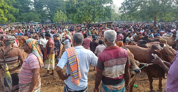 &lsquo;টার্গেট অনুযায়ী দাম না পেলে গরু বিক্রি করবো না&rsquo;