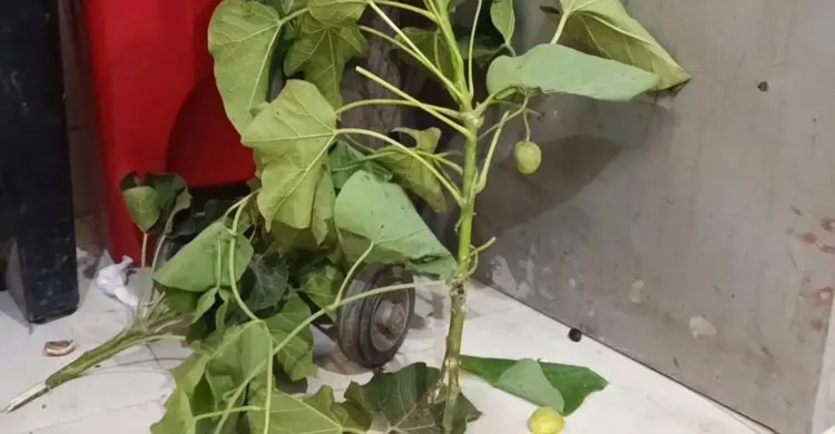 খেলার সময় অজানা গাছের ফল খেয়ে অসুস্থ ১৪ শিশু