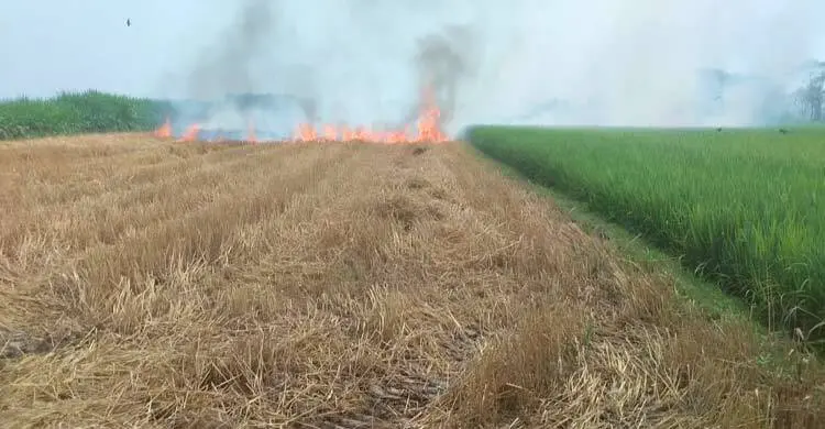 খড়ের আগুনে পুড়লো ১৫ বিঘা জমির গমসহ বিভিন্ন ফসল