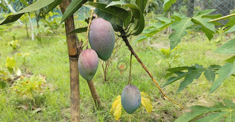 ধান-গমের জমিতে চাষ হচ্ছে আম-লিচু-ড্রাগন
