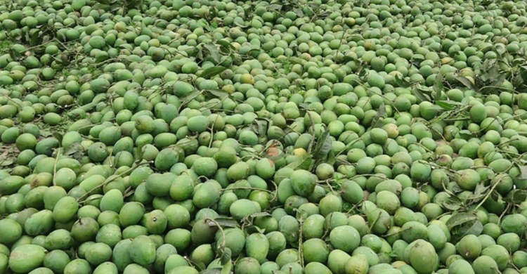 ধান-গমের জমিতে চাষ হচ্ছে আম-লিচু-ড্রাগন
