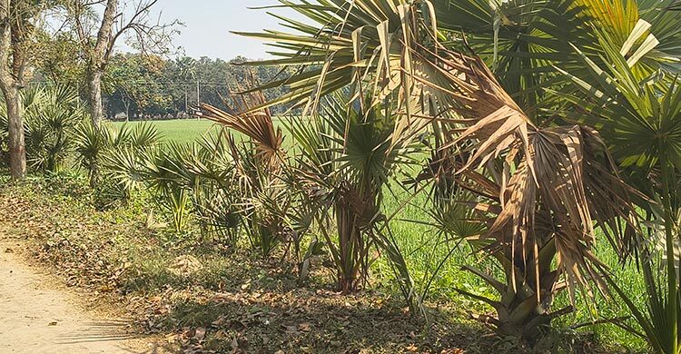 মেহেরপুরে পোকার আক্রমণে মারা যাচ্ছে শত শত তালগাছ