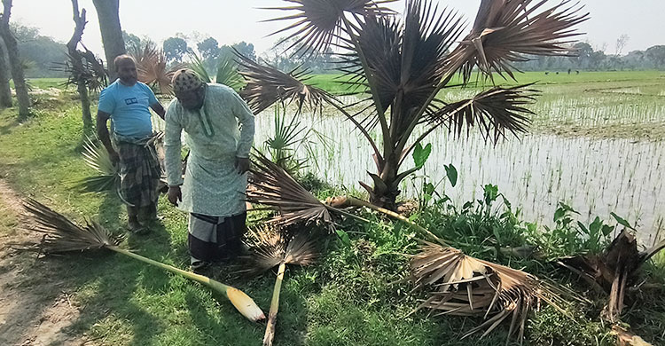 মেহেরপুরে পোকার আক্রমণে মারা যাচ্ছে শত শত তালগাছ
