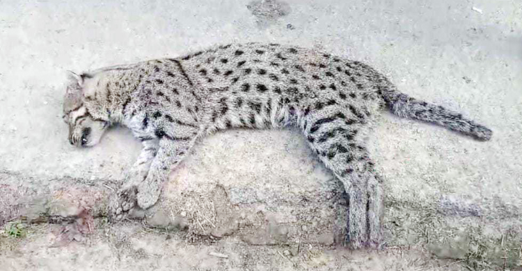 মেহেরপুরে মেছো বাঘ পিটিয়ে মারলেন কৃষকরা