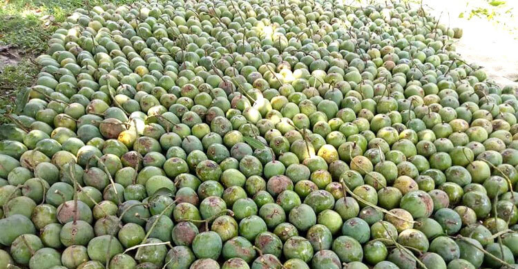 মেহেরপুরে আম সংগ্রহের তারিখ ঘোষণা