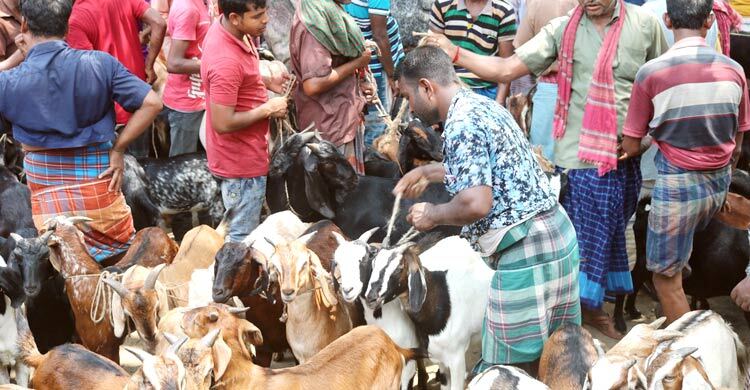 মেহেরপুরে জমজমাট শতবর্ষী বারাদি ছাগলের হাট