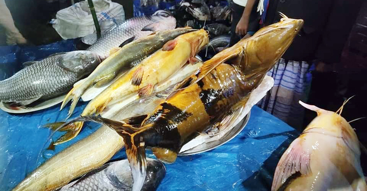 মৌলভীবাজারে বসেছে ‘মাছের মেলা’