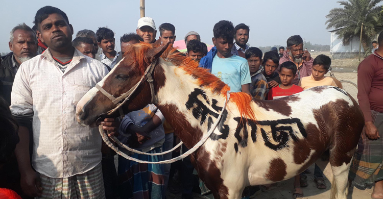 চেরাডাঙ্গী মেলায় বাহারি ঘোড়া