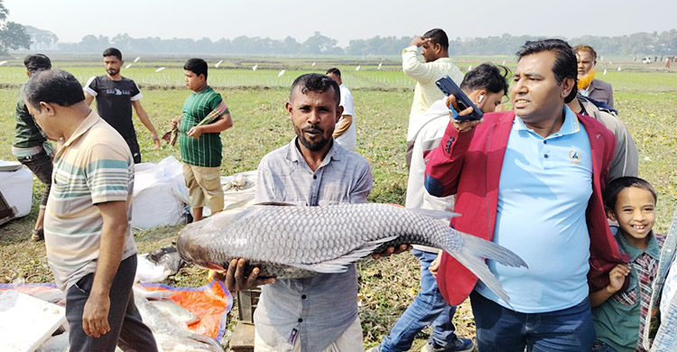 জামাই-শ্বশুরের বড় মাছ কেনার প্রতিযোগিতা
