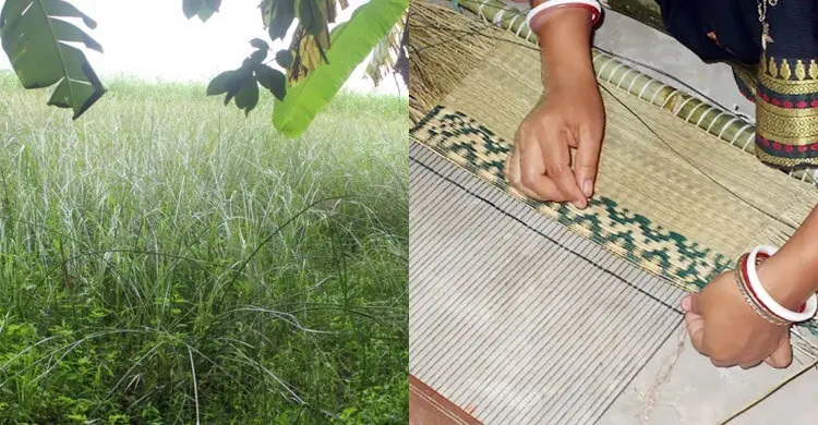 হারিয়ে যাচ্ছে গ্রামবাংলার মাদুর তৈরির মেলে ঘাস