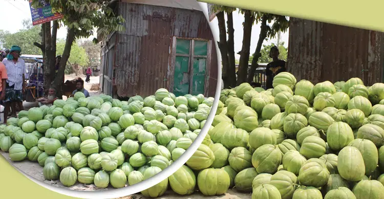 বাঙ্গি কেন খাবেন?