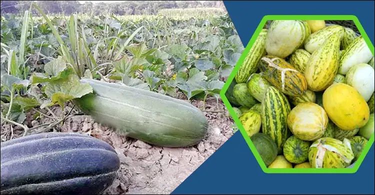 বাঙ্গি কেন খাবেন?