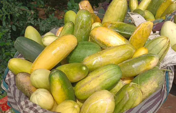 বাঙ্গি কেন খাবেন?