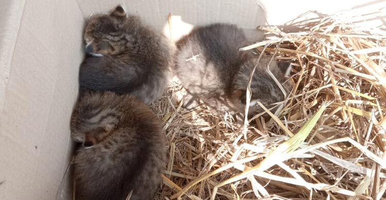 ধানক্ষেত থেকে মেছো বিড়ালের তিন ছানা উদ্ধার