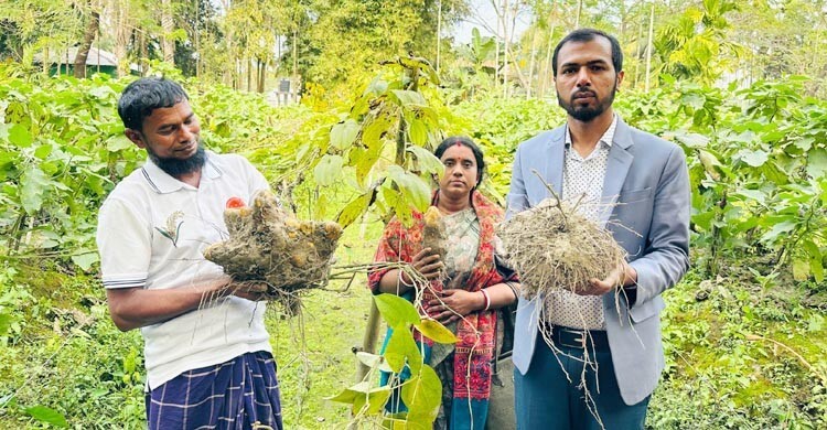বাণিজ্যিক কৃষিতে সর্জন পদ্ধতিতে মেটে আলু চাষে সম্ভাবনা