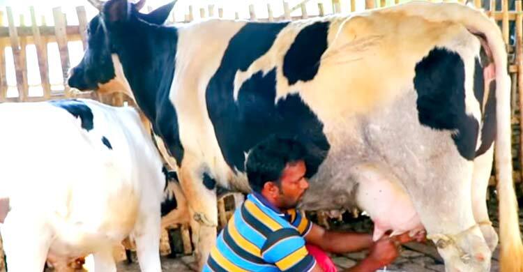 গরমে দুধ উৎপাদন কমেছে