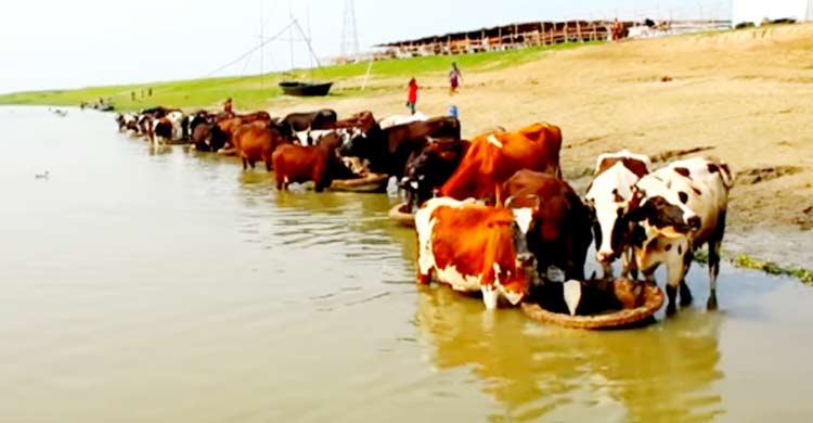 গরমে দুধ উৎপাদন কমেছে