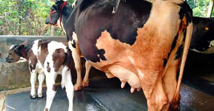 গরমে দুধ উৎপাদন কমেছে