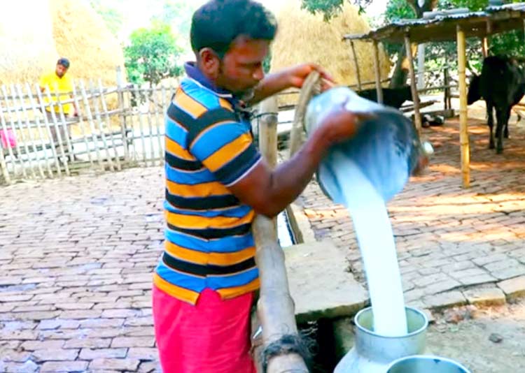 গরমে দুধ উৎপাদন কমেছে