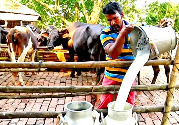 গরমে দুধ উৎপাদন কমেছে
