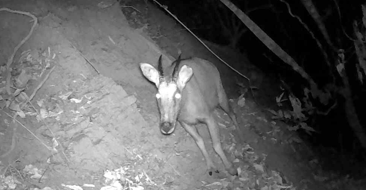 সংকটাপন্ন ‘বন ছাগলের’ দেখা মিললো বারৈয়ারঢালা উদ্যানে