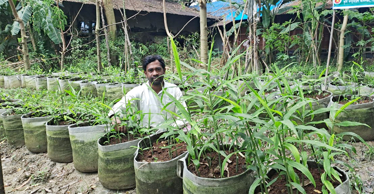মিরসরাইয়ে কমেছে আদার চাষ, বেড়েছে হলুদ-মরিচ