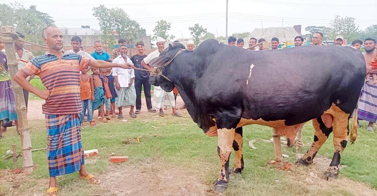 ৩০ মণের ‘কালা চাঁন’, বিক্রি হবে ১২ লাখে