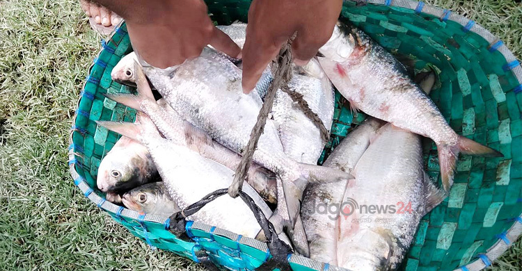 পানির প্রবাহ বদল-দূষণে সাগরে কমছে ইলিশ