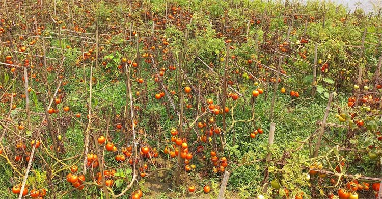 বাজারে দাম নেই, ক্ষেতেই নষ্ট হচ্ছে টমেটো