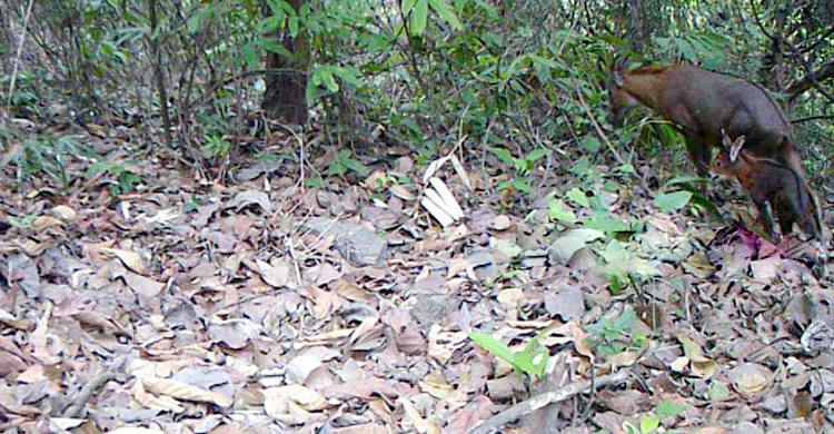 সংকটাপন্ন &lsquo;বন ছাগলের&rsquo; দেখা মিললো বারৈয়ারঢালা উদ্যানে
