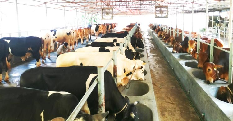 এক খামারে কোরবানির জন্য প্রস্তুত ৫৫০ গরু, দাম ১১ কোটি